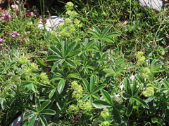 Alchemilla catalaunica