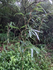 Bambusa stenostachya