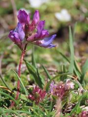 Oxytropis neglecta