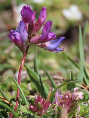 Oxytropis neglecta
