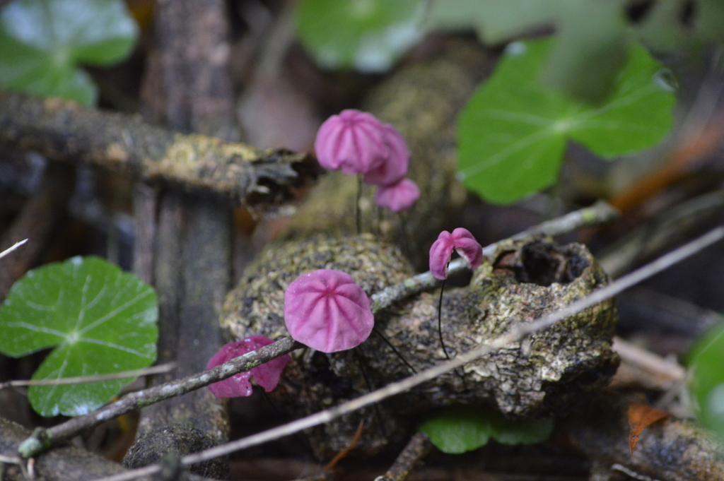 Marasmius haematocephalus · July 2022 · photo: © evaristoso (iNaturalist, cc-by)