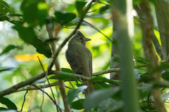 Lipaugus vociferans