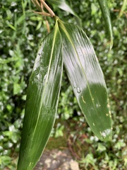 Bambusa stenostachya