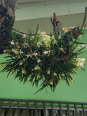Brassavola nodosa