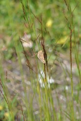 Pyrausta aerealis