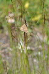 Pyrausta aerealis