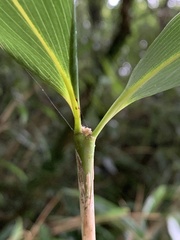 Bambusa stenostachya