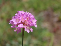 Armeria cantabrica