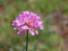Armeria cantabrica