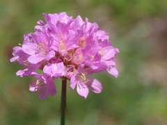 Armeria cantabrica