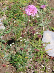 Armeria cantabrica