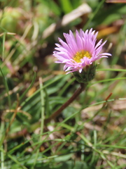 Erigeron alpinus