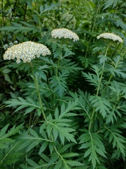 Tanacetum macrophyllum