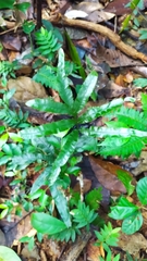 Trichomanes pinnatum