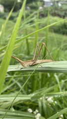 Acrida cinerea
