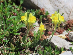 Linaria supina supina