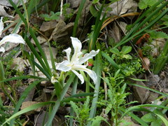 Iris tenuissima