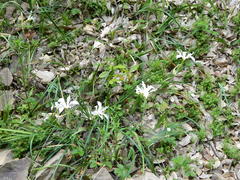 Iris tenuissima