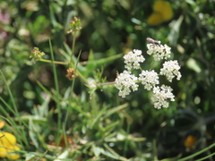 Dethawia splendens cantabrica