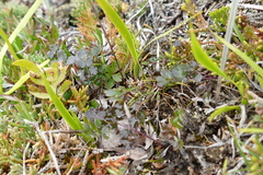 Thalictrum alpinum