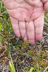 Thalictrum alpinum