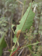 Phyllonorycter cerasicolella