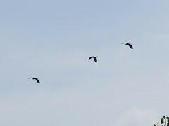 Ardea cinerea