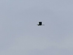 Ardea cinerea