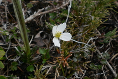 Anemone parviflora
