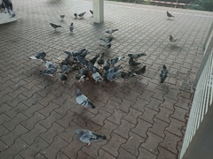 Columba livia domestica