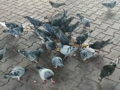 Columba livia domestica