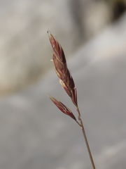 Festuca hystrix