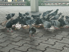 Columba livia domestica