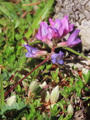Oxytropis neglecta