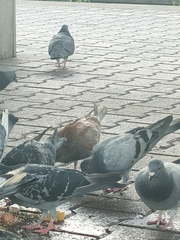 Columba livia domestica