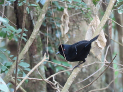 Pyriglena leucoptera