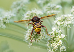 Spilomyia maxima