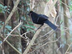 Pyriglena leucoptera