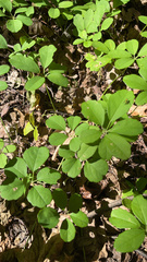 Akebia