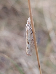 Agriphila inquinatella