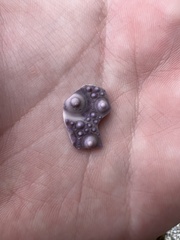 Strongylocentrotus purpuratus