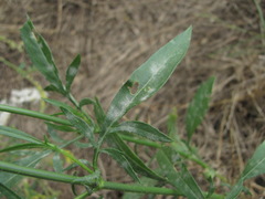 Erysiphe knautiae
