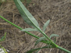 Erysiphe knautiae