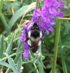 Bombus vagans bolsteri