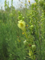 Linaria biebersteinii ruthenica