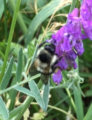 Bombus vagans bolsteri