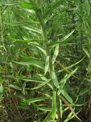 Linaria biebersteinii ruthenica