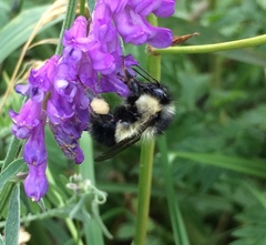 Bombus vagans bolsteri