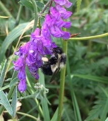 Bombus vagans bolsteri