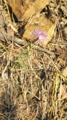 Centaurea aplolepa